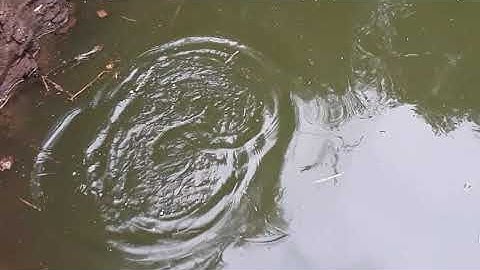 Câu trộm cá và cái kết...🤣