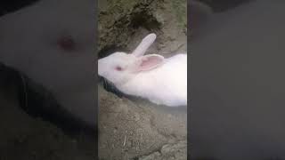rabbite ?✨?✨?shorts youtubeshorts trending viral subscribe muskan Hayat Khan