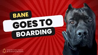 BANE GOES TO BOARDING | HOW WILL HE DO?