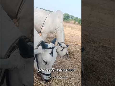 పెద్ద సైజు సేద్యపు గిత్తలు అమ్మబడును-bulls for sale-cattle for sale-ox for sale-oxen for sale-cattle