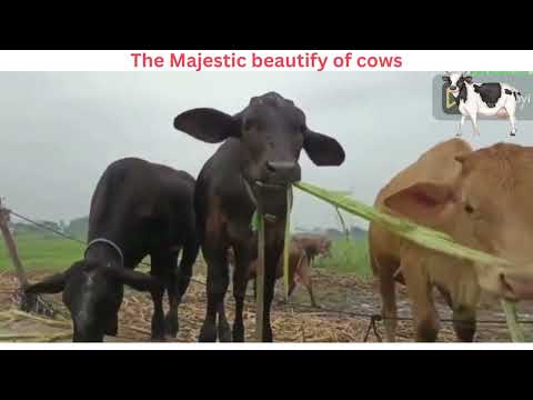 Funny and beautiful video on cow