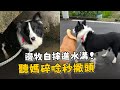 邊牧散步自摔掉水溝！　被媽碎念秒撇頭不想聽