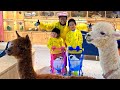 Adorable Llamas Unite with Kids at the Animal Cafe - Fun Experience for Children!