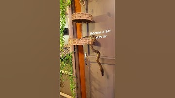 Superdwerg Retic in hinderlaag, wachtend tot er een maaltijd voorbijvliegt