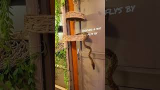 Super dwarf Retic in ambush, waiting for a meal to fly by Wealth