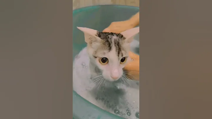 Watch the video about #cat #catlover #catshorts #catbathing #enjoying #bathtime #bathtub #youtubeshorts #youtube #guddu