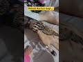 Mehndi Rachan laagi #rajisthanisong #mehndi #karvachauth
