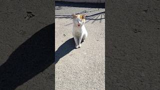 Kedi̇ Resmen Benimle Konuşuyor. Balık Verimi Sana Miyav.