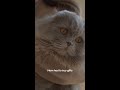 A Kitty Cat Holiday | Samsung