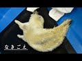 【海遊館】ワモンアザラシの赤ちゃんと鳴き声（2021.4.25）