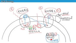 高校生物「センター2015 大問1　タンパク質・光合成・窒素同化・ラクトースオペロン」