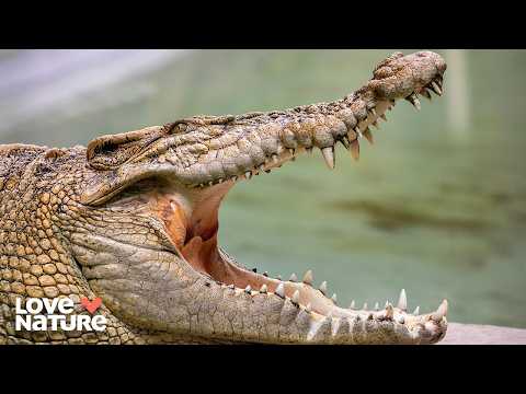 Ancient Predators and Flying Foxes | Secrets of Wild Australia: 103+104