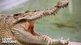Ancient Predators and Flying Foxes | Secrets of Wild Australia: 103+104