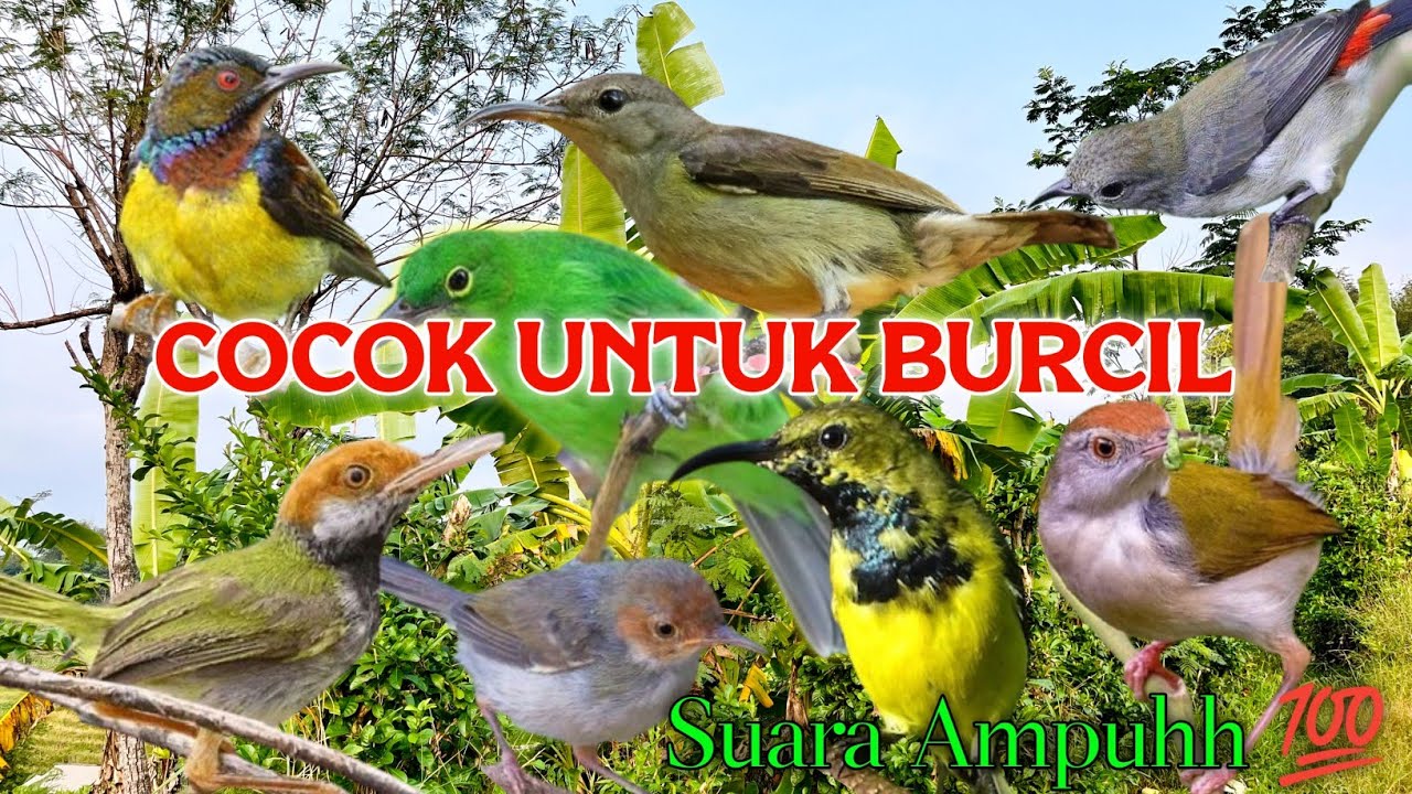 BURUNG KECIL LANGSUNG MERESPONS DENGAN SUARA PIKAT INI ! 