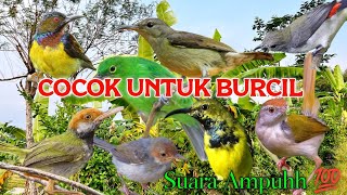 BURUNG KECIL LANGSUNG MERESPONS DENGAN SUARA PIKAT INI ! 