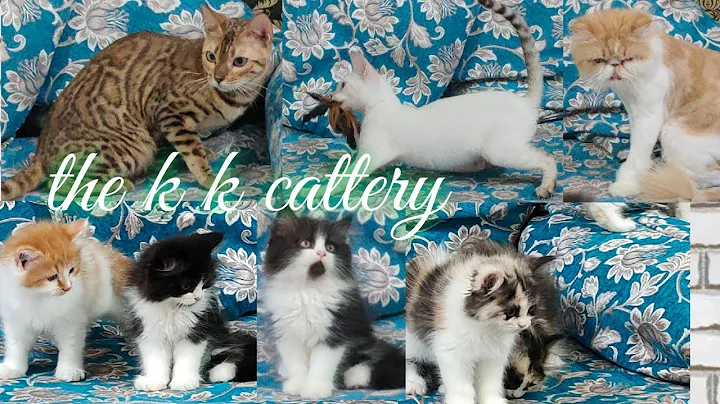 Video 2118421: persian himalayan kitten cat, bengal cat persian, flame point himalayan persian, bengal cattery kitten, pet farms