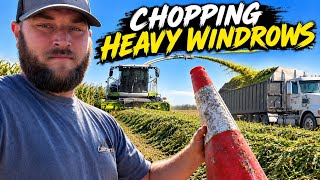 Chopping big windrows and direct chopping grassy Milo