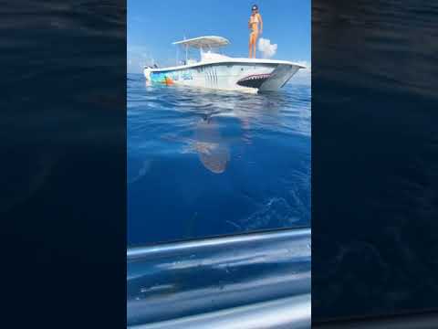 Shark Encounter From a Clear Kayak