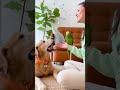 Macaw Yells "Stop! You're Going to Get Squishy!" at Golden Retriever Eating Treats 🦜😂🐶 #puppy