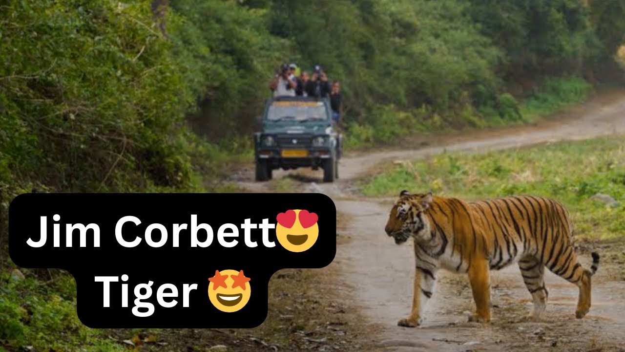  Jim Corbett Mein Tiger Mil Hi Gaya! 🐅🤩 | Jungle Safari Vlog| Jim Corbett Vlog | Indian in australia