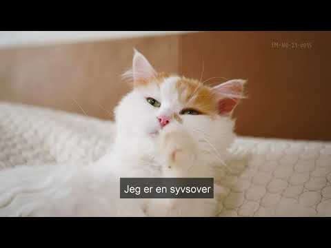 Video: Hvordan Beskytte Katten Din Mot Parasitter