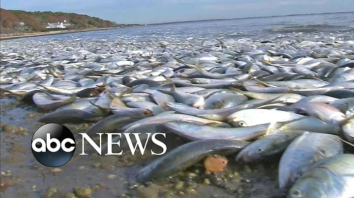 Thousands of Fish Found Dead in Long Island Canal - DayDayNews