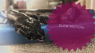 Slow Motion Tongue Flicker- Python Curtus (Black Blood)