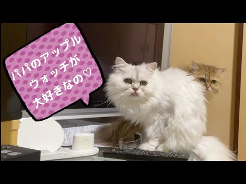 【ペルシャ猫】お兄ちゃんの朝ごはん中にモーニングルーティーンをこなす女の子たちが可愛すぎる…