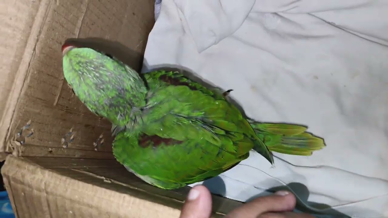 Aapka baby bird jab vomiting kare toh kin baato ka dhayn rakhe