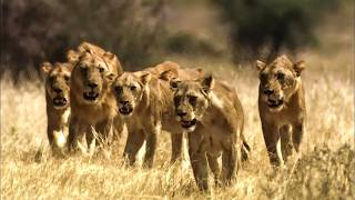 Famous The Lions Rule | Death in the Glade Profile