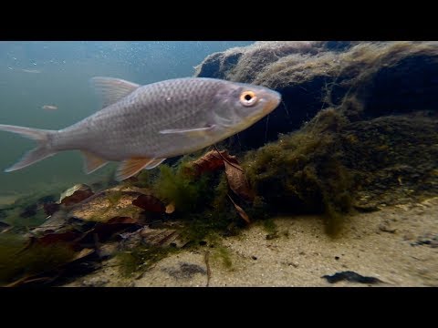 Video: Høj Forekomst Af Zoonotiske Trematoder I Roach (Rutilus Rutilus) I Finskebugten