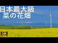 【菜の花畑】本州一の作付面積【青森県横浜町】8K