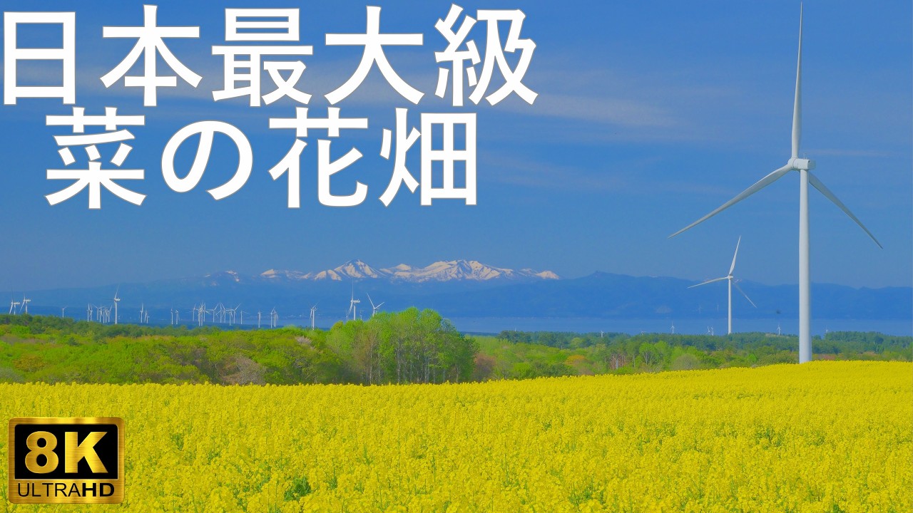 菜の花畑】本州一の作付面積【青森県横浜町】8K - YouTube