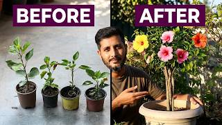 SIMPLEST Way To Grow Braided Multicolor Hibiscus