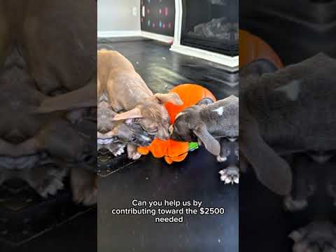 Our Gem-stone puppies need fosters and help!
