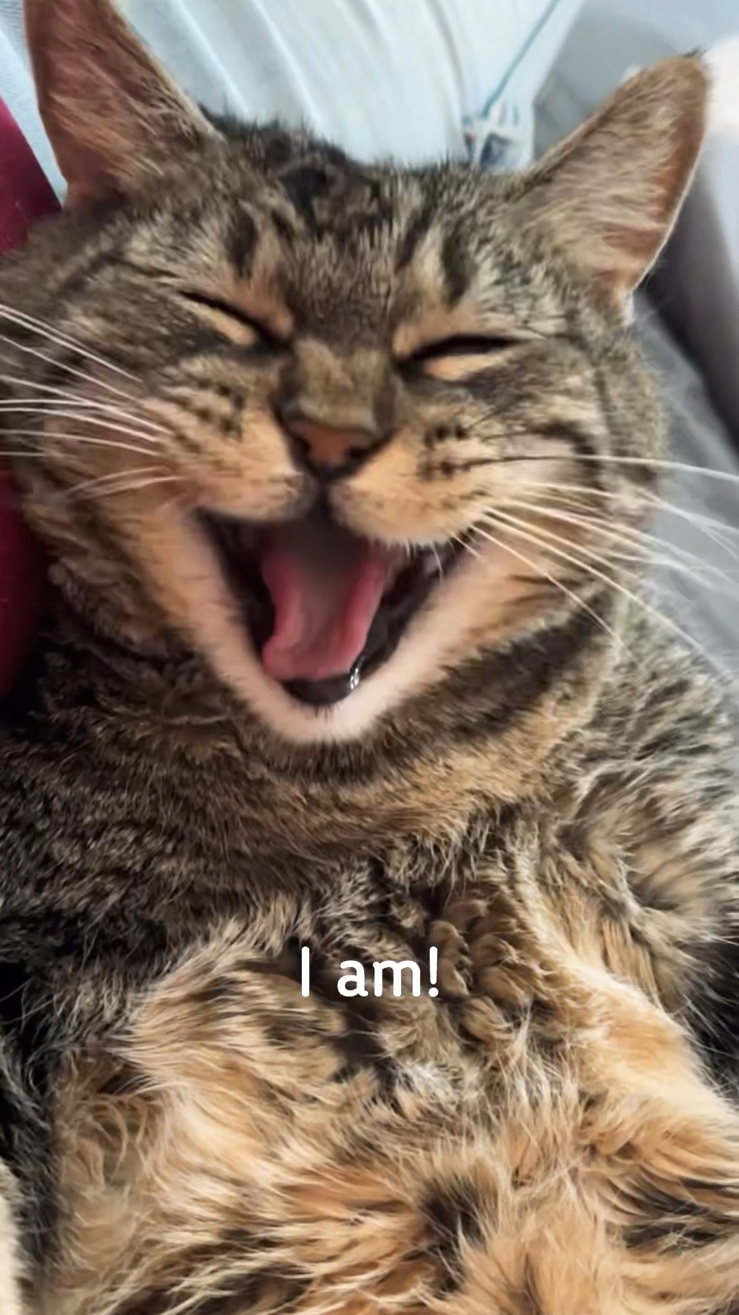 Oh, she’s cozy! #talkingcat