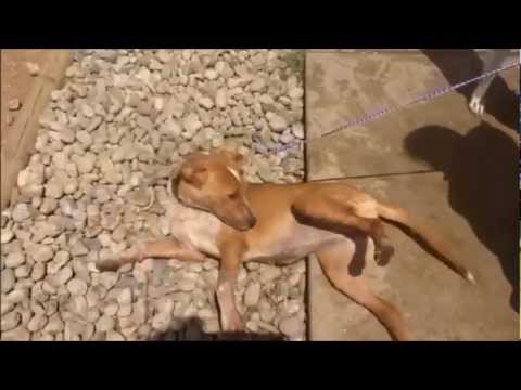 FOR ADOPTION-  ROBIN sweet laid back Collie Lab Mix PUPPY