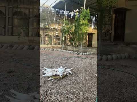 احتزم بالصبر اكسبلور Birds القرميد المراه Automobile تصويري 