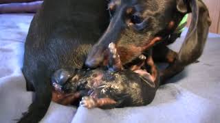 Information Dachshund Dog Giving Birth  ( 2nd Dachshund Puppy Birth ) Dachshund Giving Birth To Puppies Guide