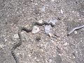 NevadaGopherSnake2010.mov