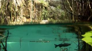 Yucatán jungle dive - Red Bull Cliff Diving World Series 2011 - Mexico