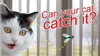 why birds fly into windows repeatedly 9