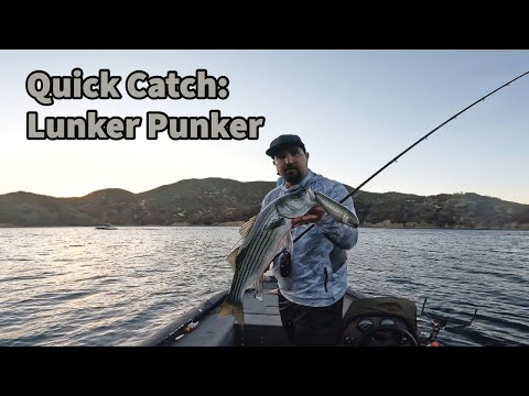 Lunker Punker : Summer Schoolie (Striped Bass) 