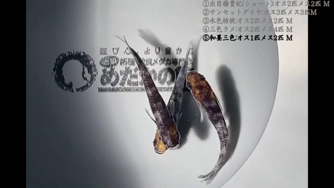 2026年2月24日めだかの館LIVEオークション - YouTube