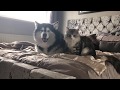 Alaskan malamutes and a kitten? Are you crazy! Check out our daily battles! YouTube exclusive