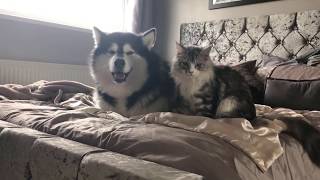 Alaskan malamutes and a kitten? Are you crazy! Check out our daily battles! YouTube exclusive