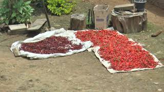 Hathei Phanit Festival In Manipur Attracts Visitors For Its Organically Grown Red Chilli
