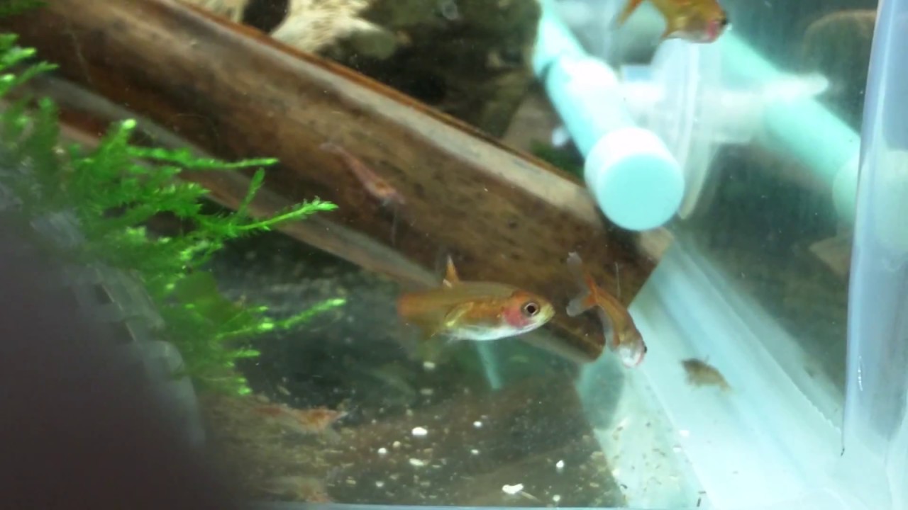 Ember Tetras Mating Dance Youtube