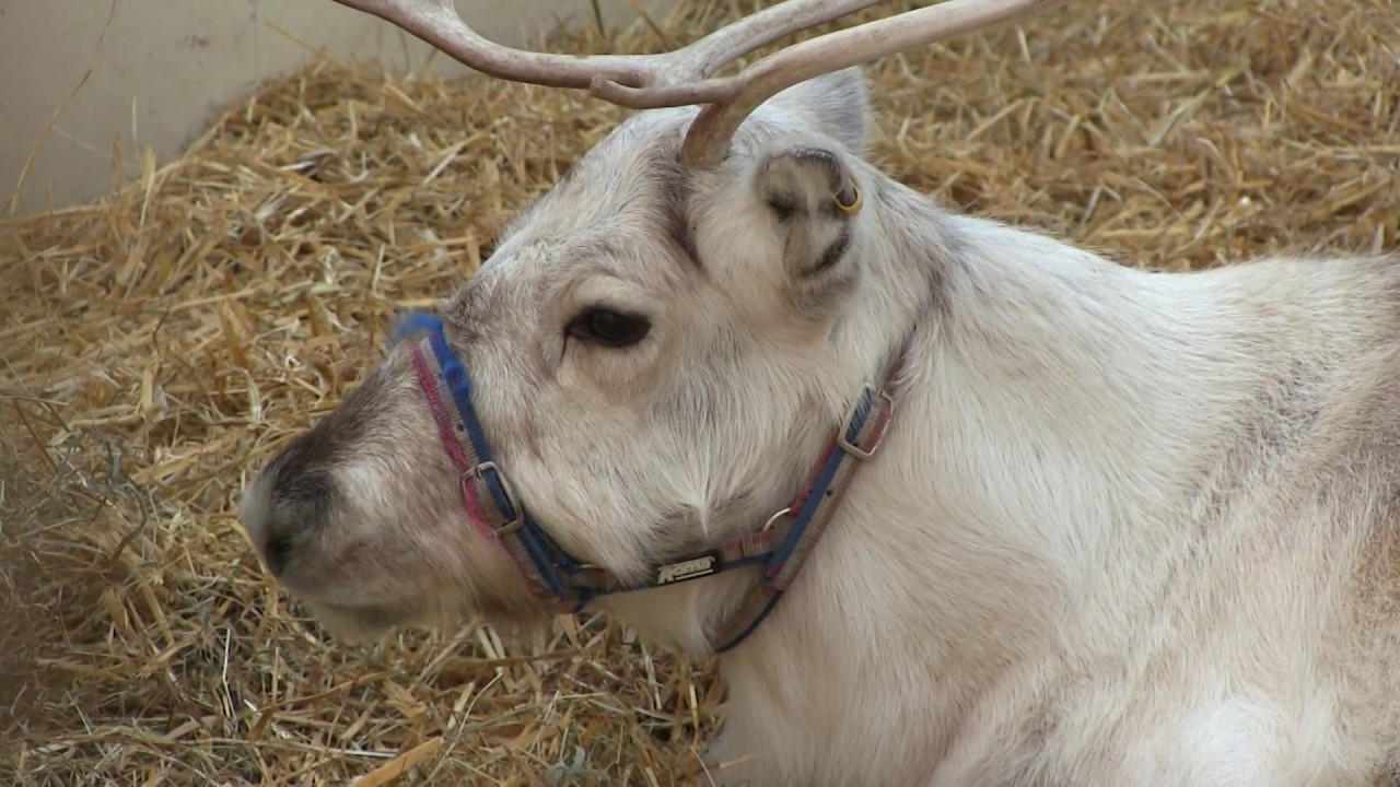 Santa's animals 2016 at Keydell Nurseries