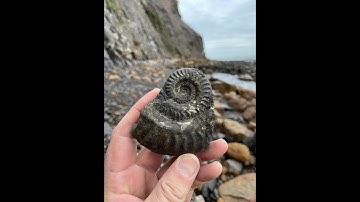 Fossil Hunting at Sandsend February 2024#fossils #fossilhunting #ammonites